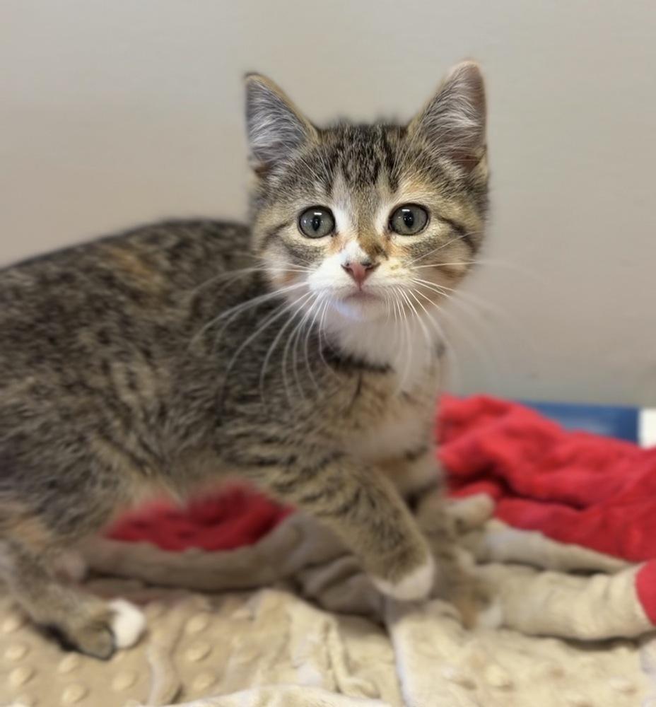 Enlarge Cinnamon, a Adoptable mixed breed in Bemidji, MN image 3/3
