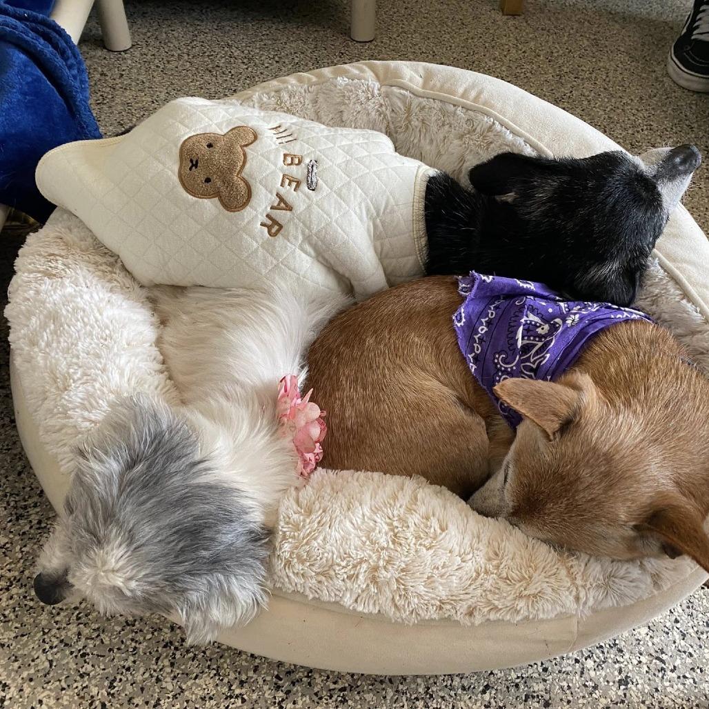 Agatha — thumbnail 3