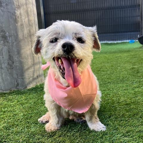 Agatha — thumbnail 5