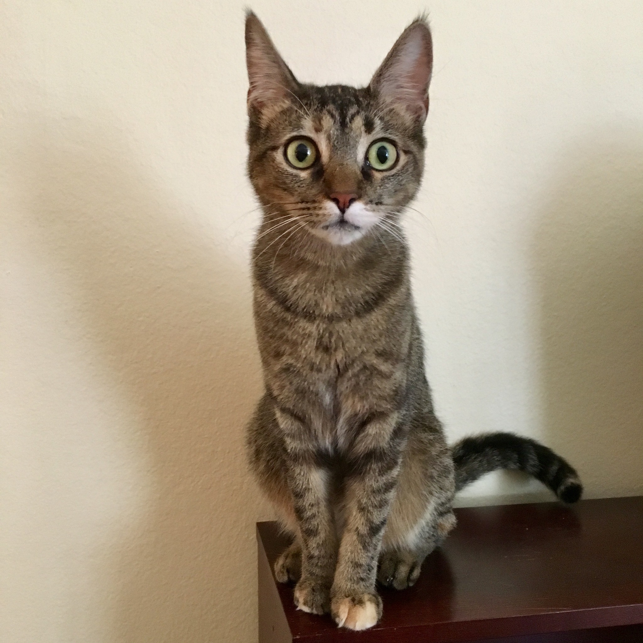 Leigh, Adoptable, Adult Female Domestic Short Hair & Torbie.