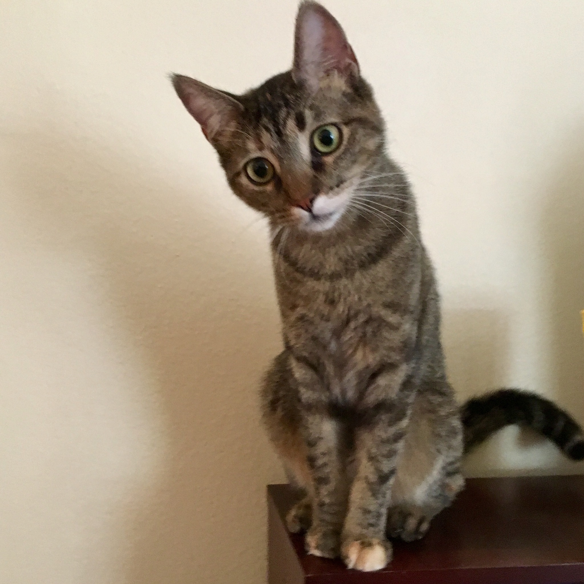 Enlarge Leigh, a Adoptable mixed breed in Fort Worth, TX image 3/12