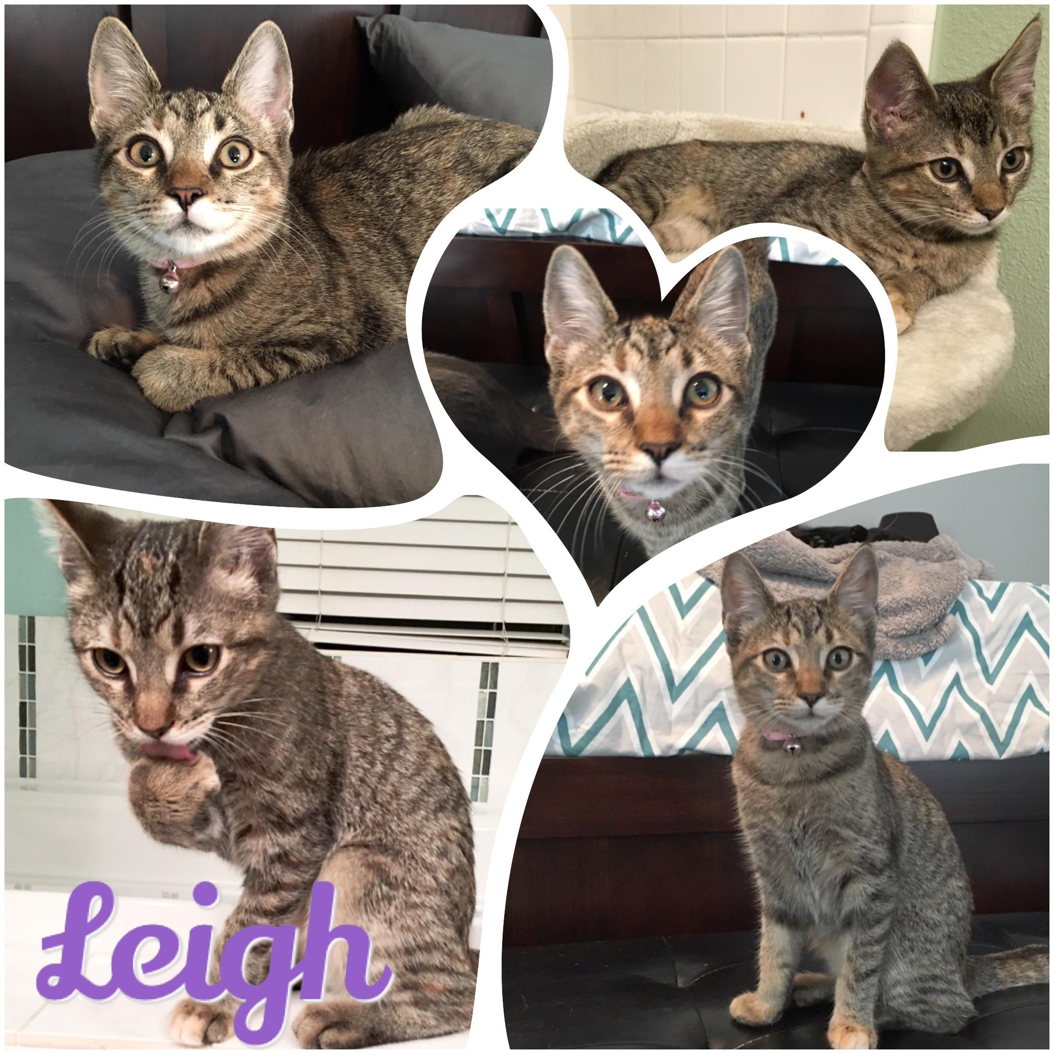 Enlarge Leigh, a Adoptable mixed breed in Fort Worth, TX image 5/12