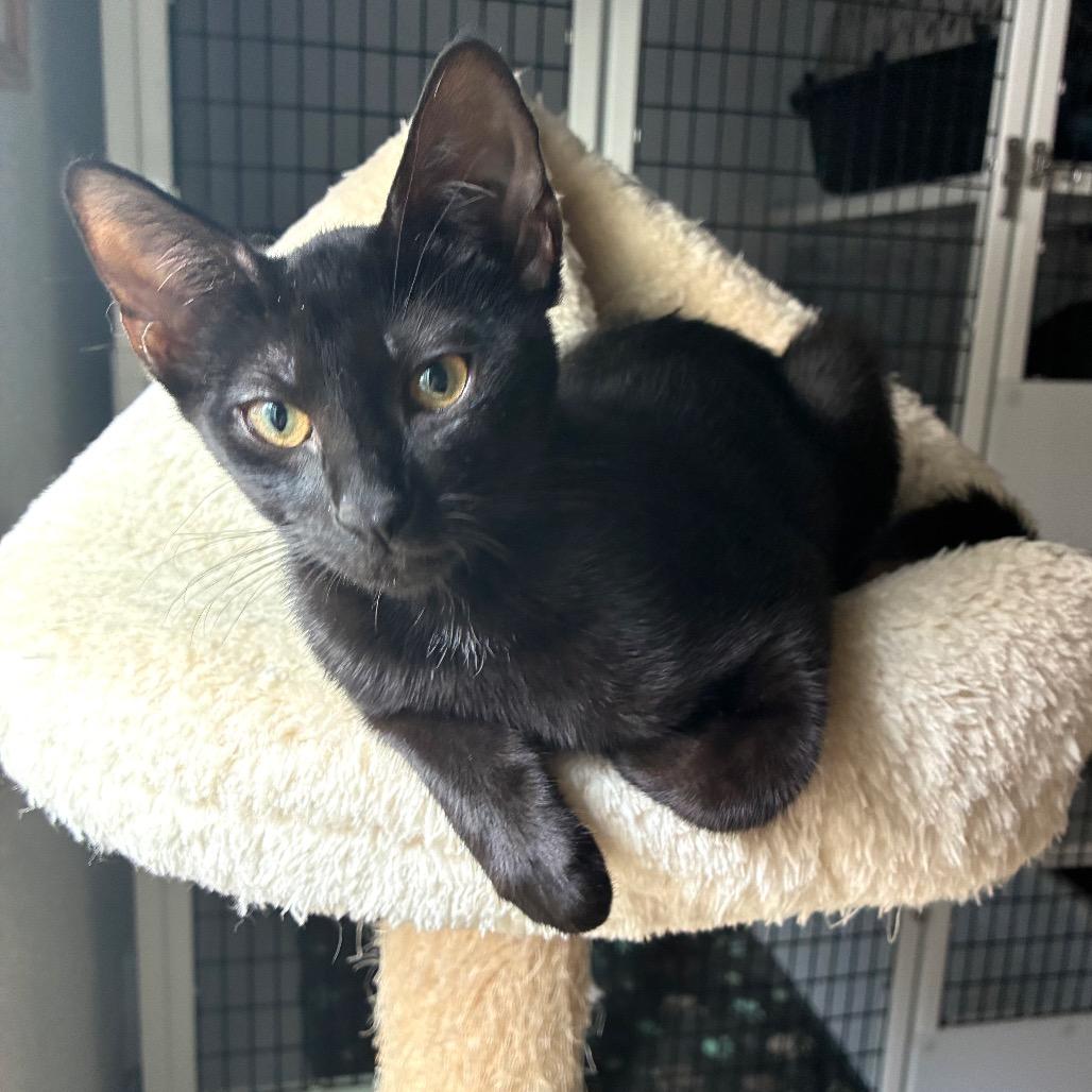 Duke, Adoptable, Kitten Male Domestic Short Hair.