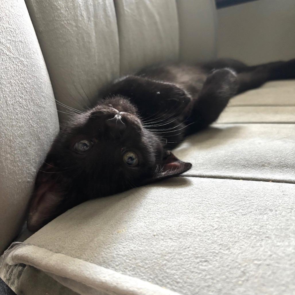 Duke, Adoptable, Kitten Male Domestic Short Hair.