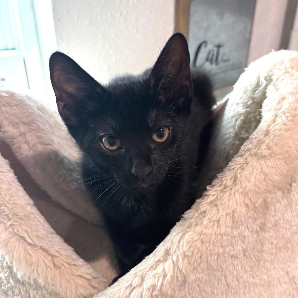 Duke, a Adoptable Domestic Short Hair in Bulverde, TX image 2/3