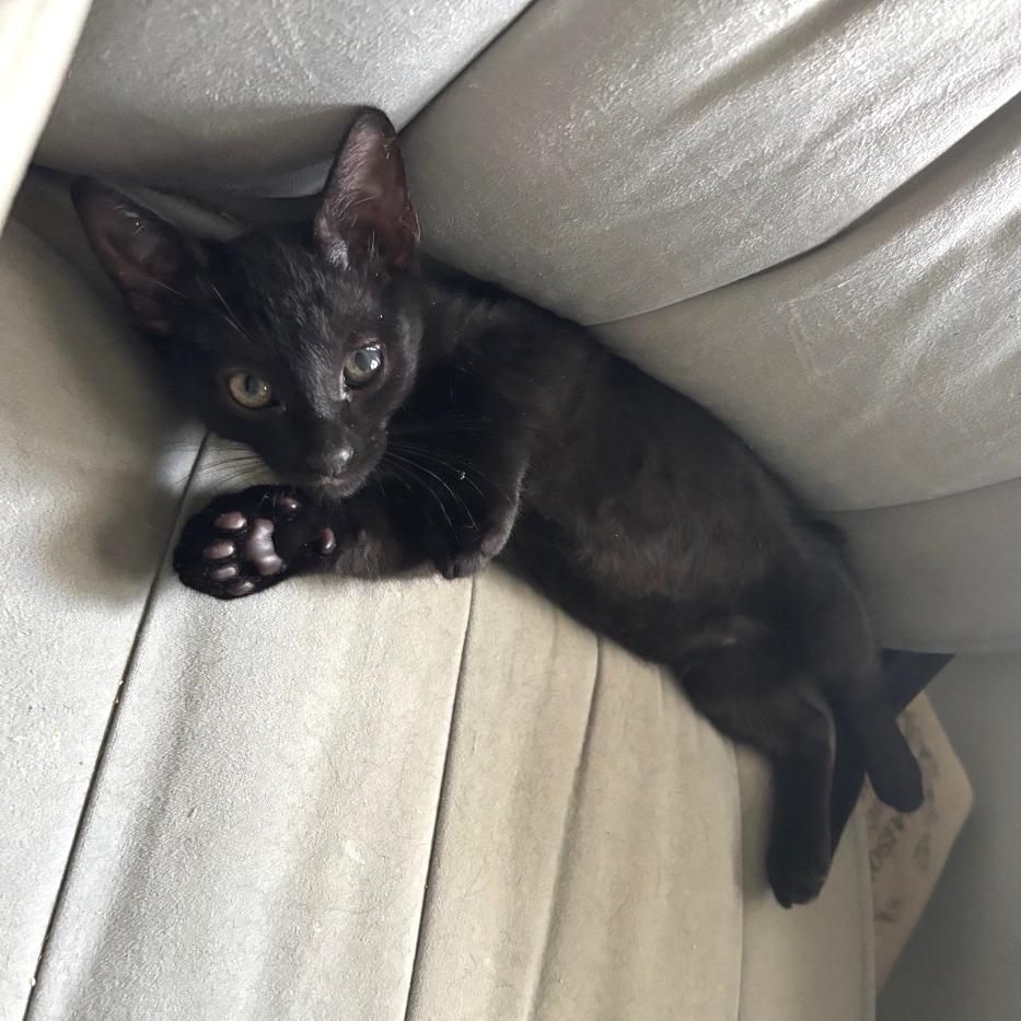 Duke, a Adoptable Domestic Short Hair in Bulverde, TX image 3/3