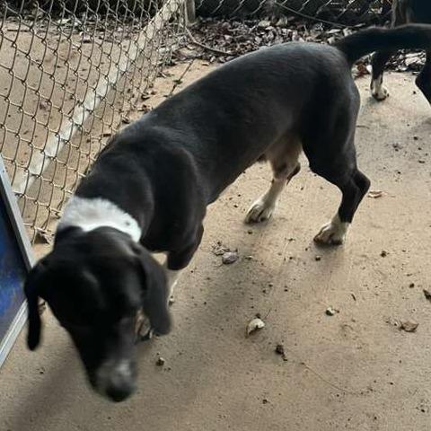 ELM 27 (Butter), Adoptable, Adult Male Mixed Breed.