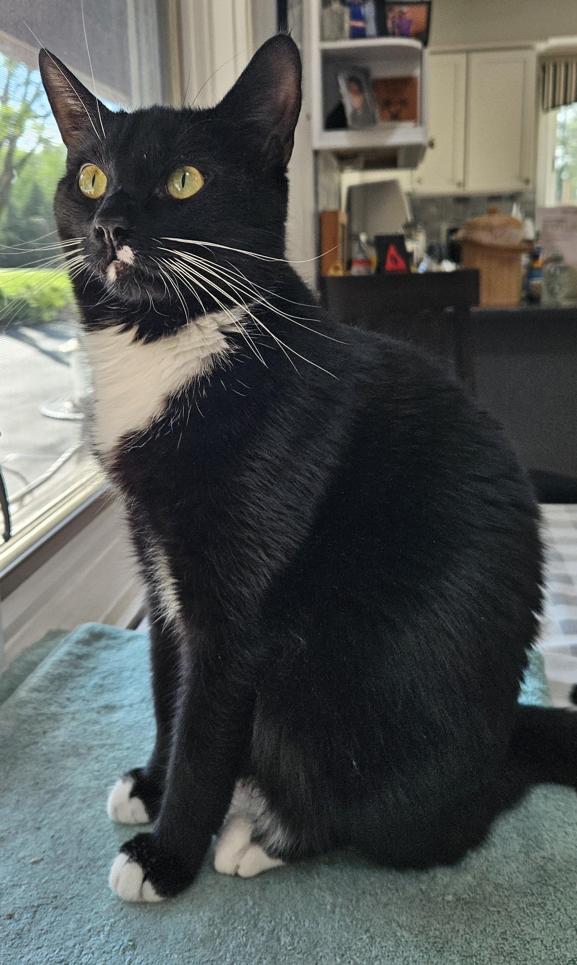 Jackson, Young Male Tuxedo