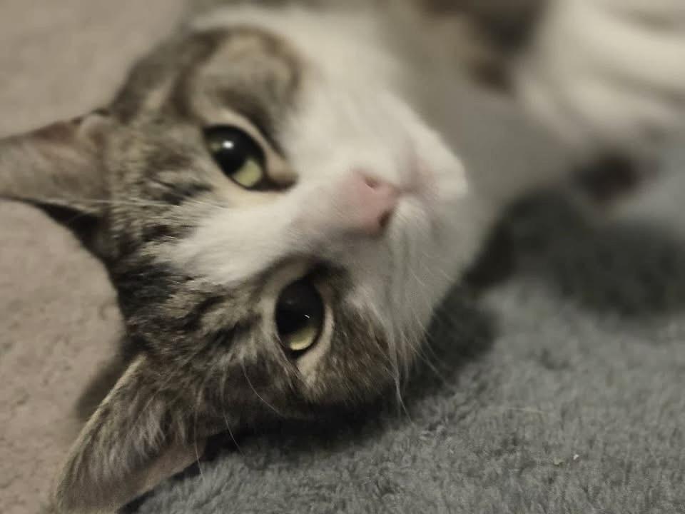 Shmooshy, Adoptable, Young Female Domestic Short Hair.