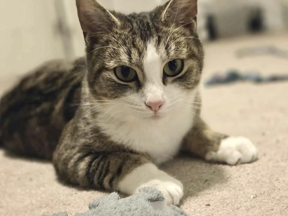 Enlarge Shmooshy, a Adoptable Domestic Short Hair in Patchogue, NY image 2/6