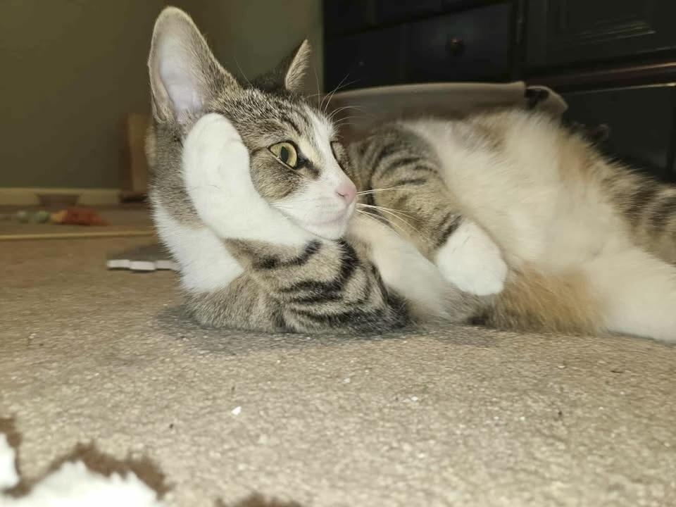 Enlarge Shmooshy, a Adoptable Domestic Short Hair in Patchogue, NY image 3/6