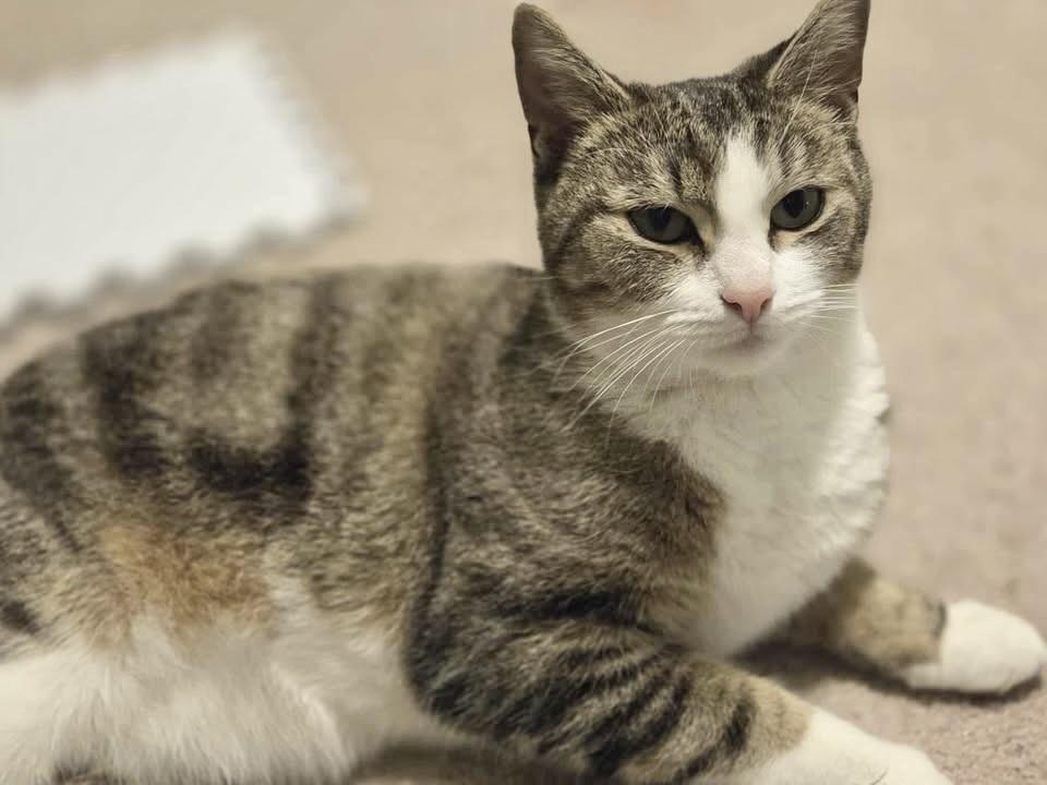 Enlarge Shmooshy, a Adoptable Domestic Short Hair in Patchogue, NY image 4/6