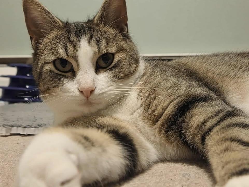 Enlarge Shmooshy, a Adoptable Domestic Short Hair in Patchogue, NY image 5/6