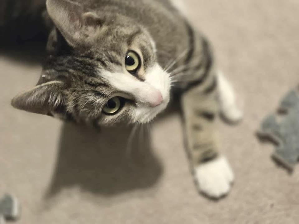 Enlarge Shmooshy, a Adoptable Domestic Short Hair in Patchogue, NY image 6/6