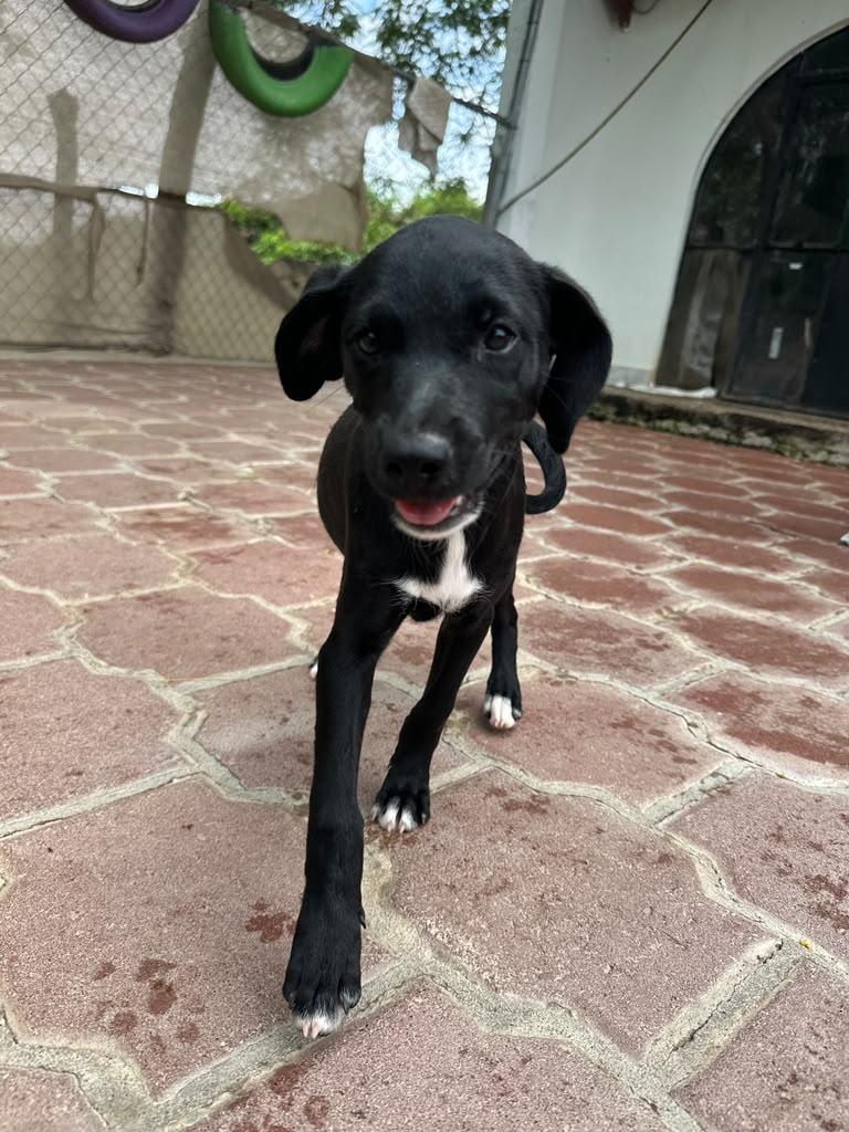 Catita, Adoptable, Puppy Female Xoloitzcuintli / Mexican Hairless & Mixed Breed.