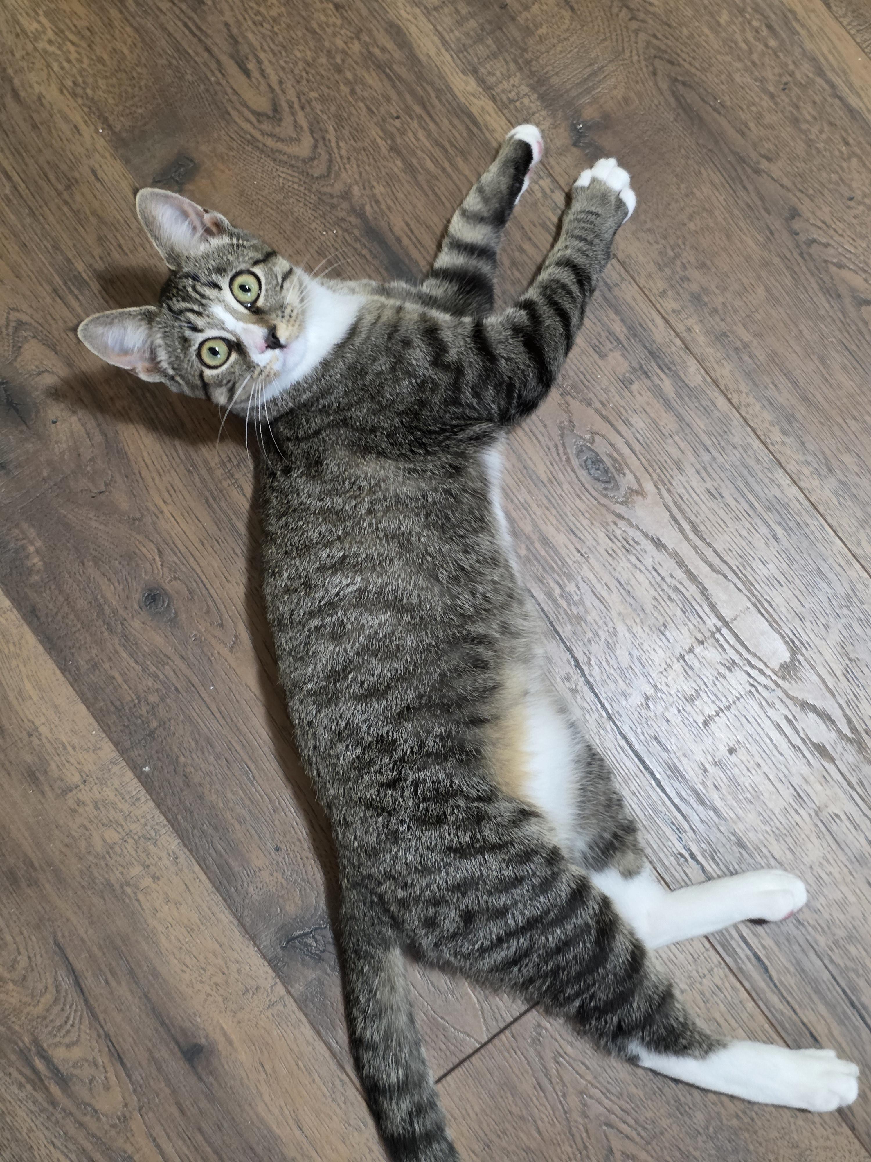 Hamburger, a Adoptable Domestic Short Hair in Manchester, CT image 3/6