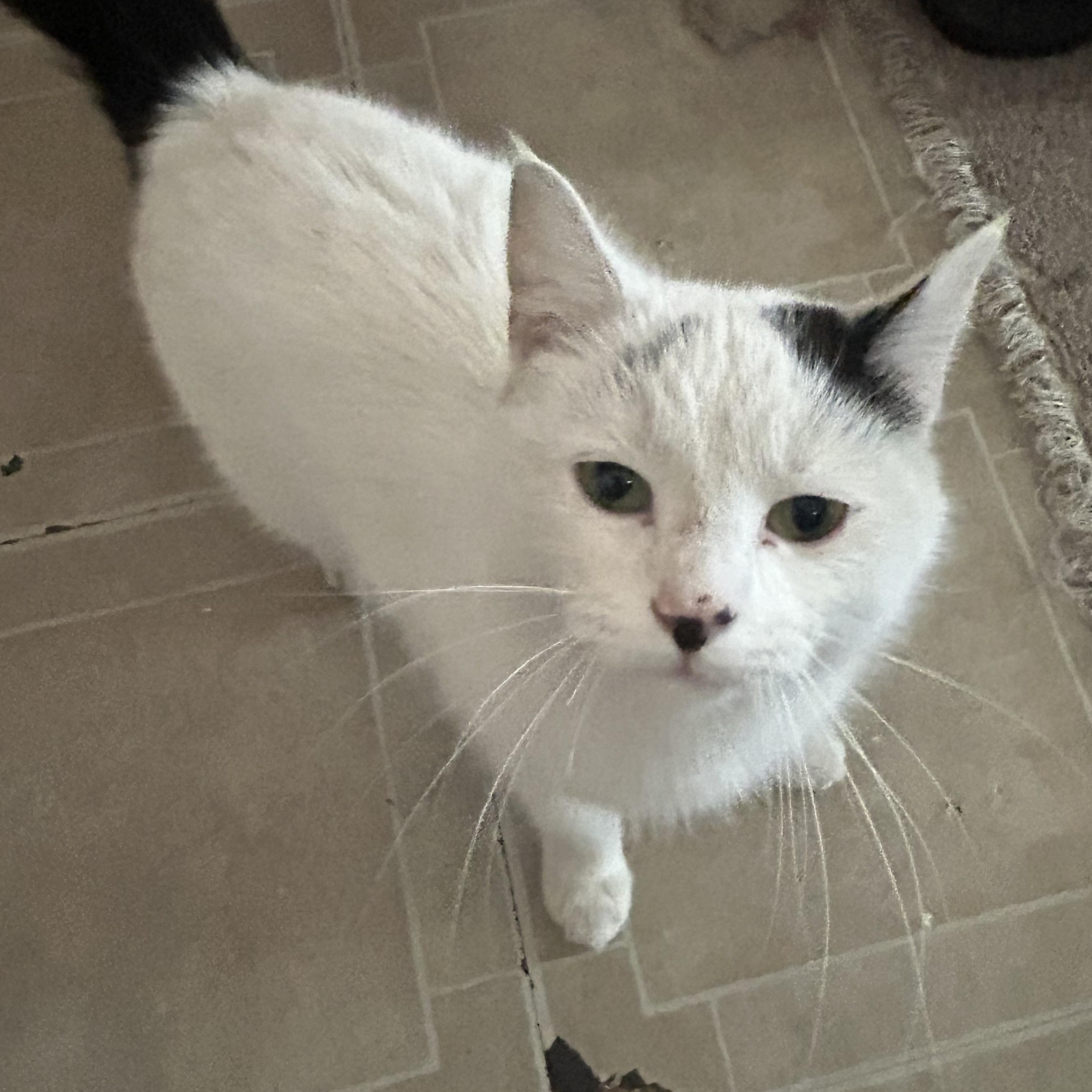 Millie, ADOPTABLE, Young Female Domestic Short Hair.