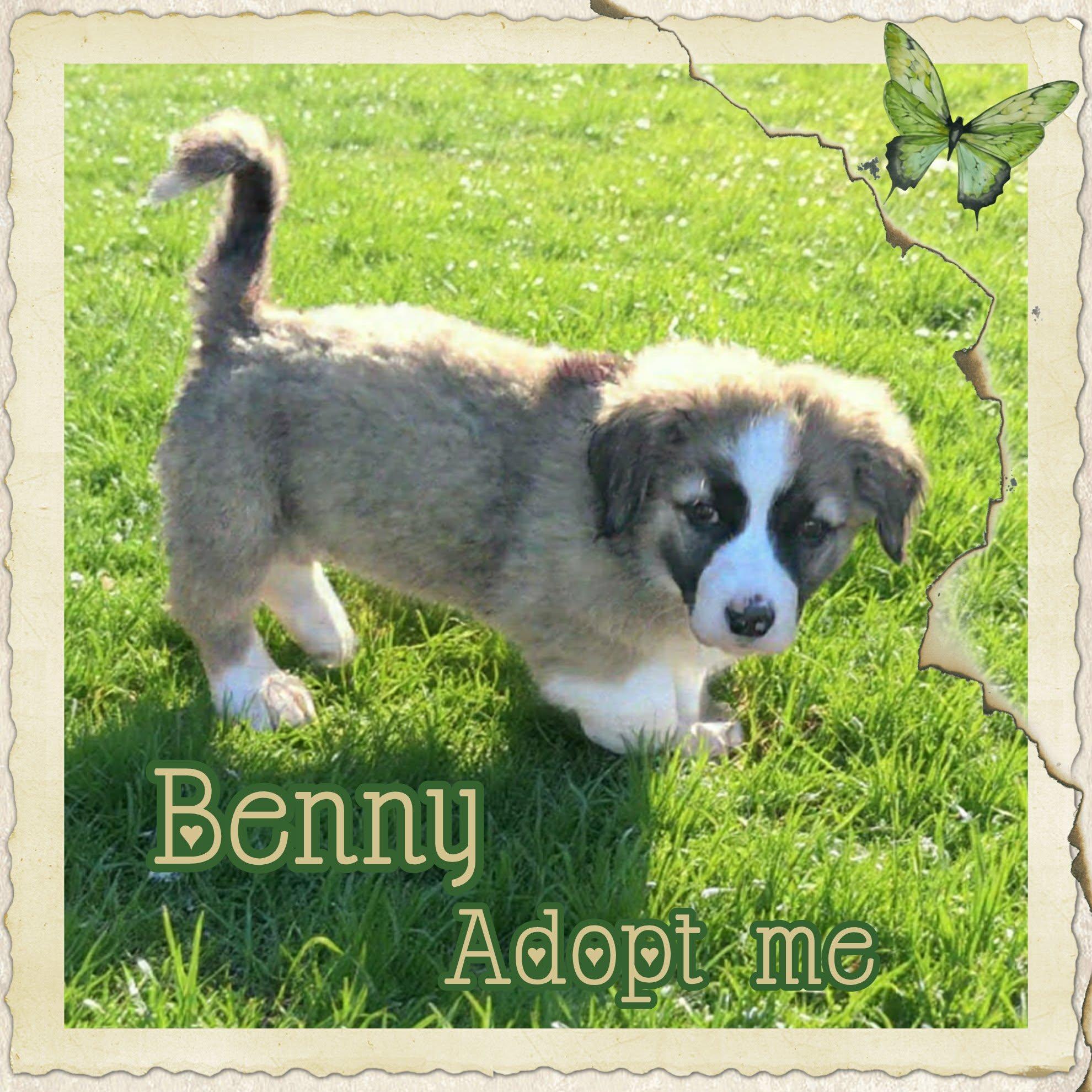 Enlarge Benny, an adopted mixed breed in Grove, OK image 3/5