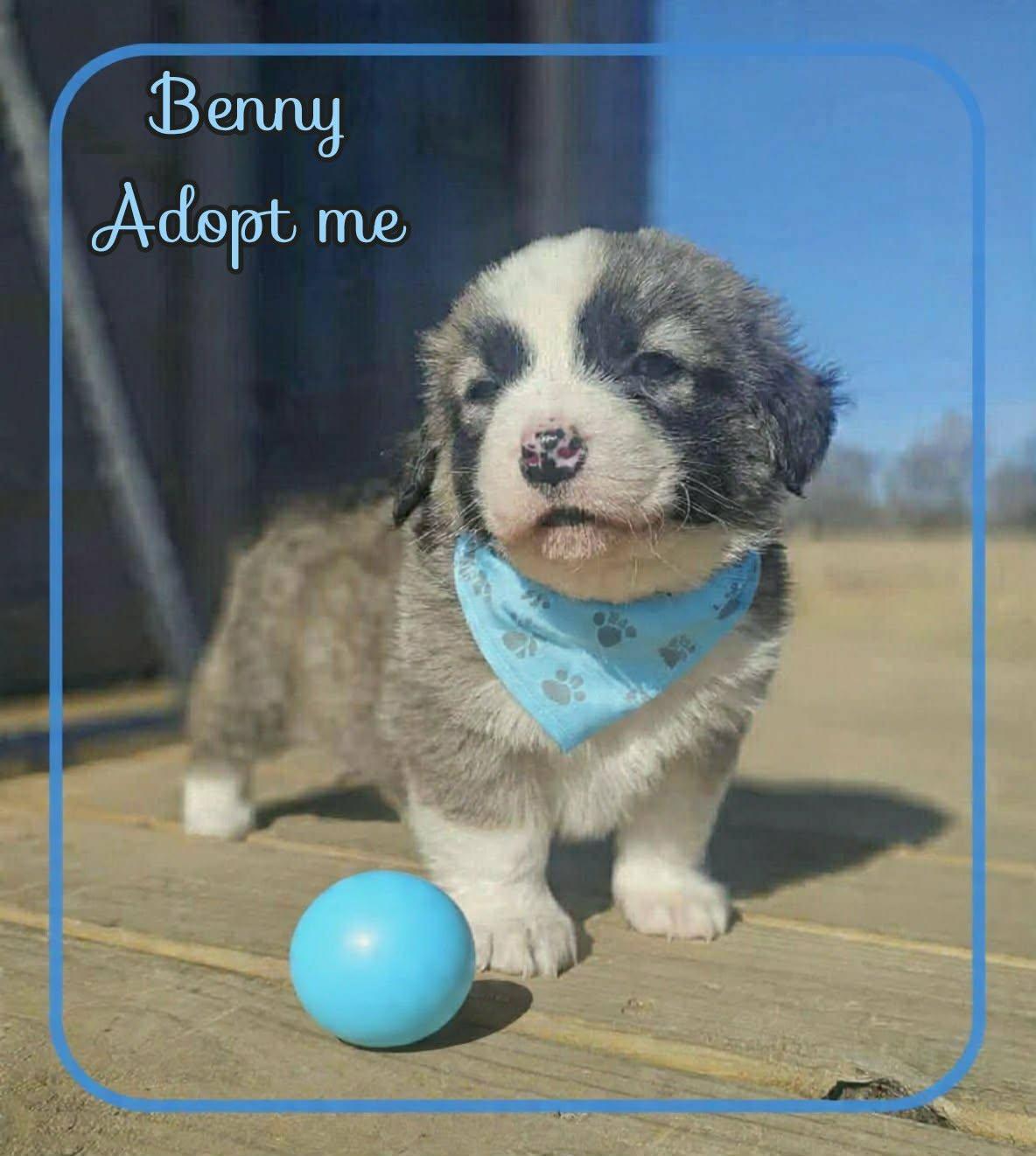 Enlarge Benny, an adopted mixed breed in Grove, OK image 5/5
