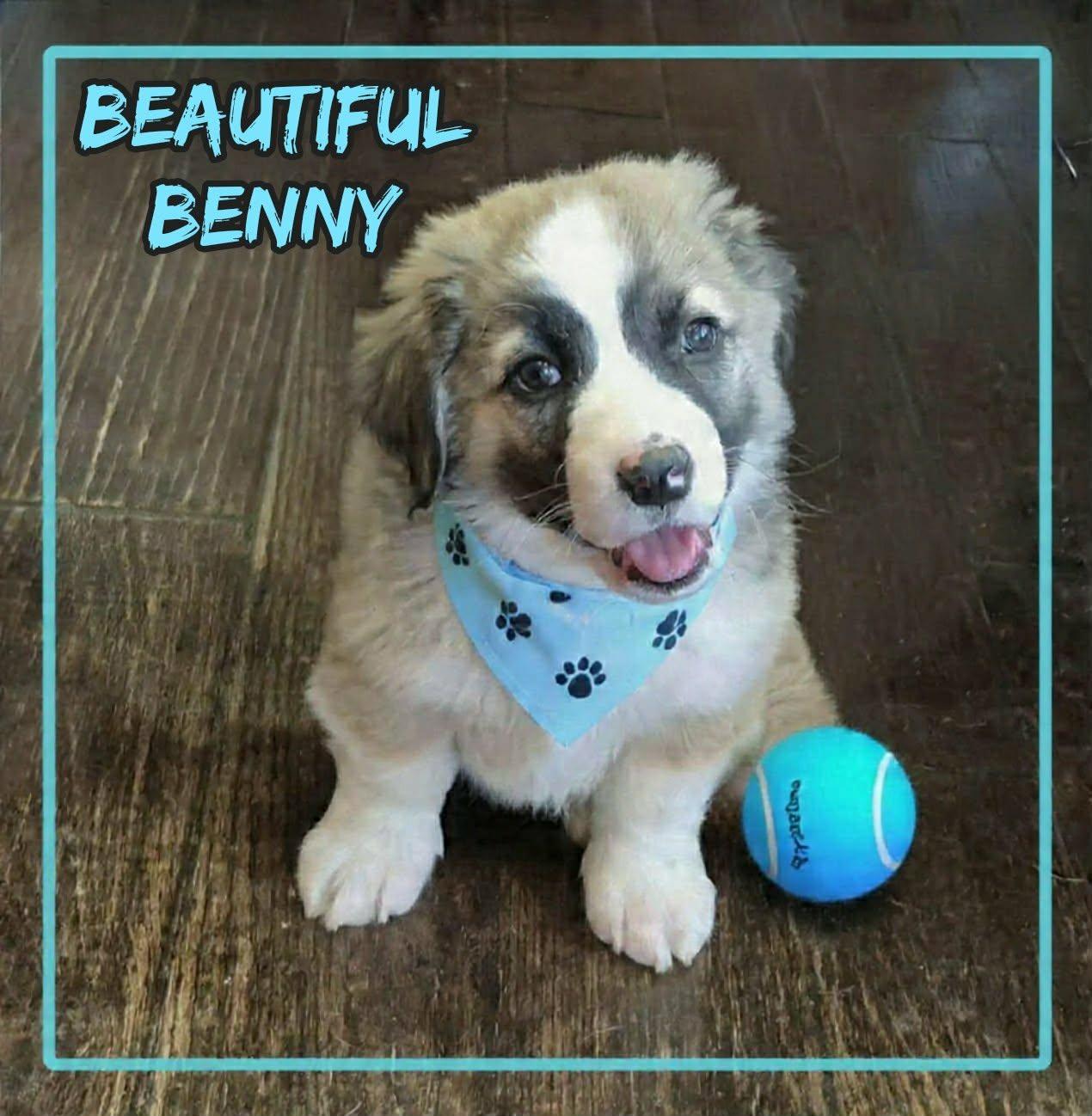Benny, adopted, Puppy Male Corgi & Australian Shepherd.