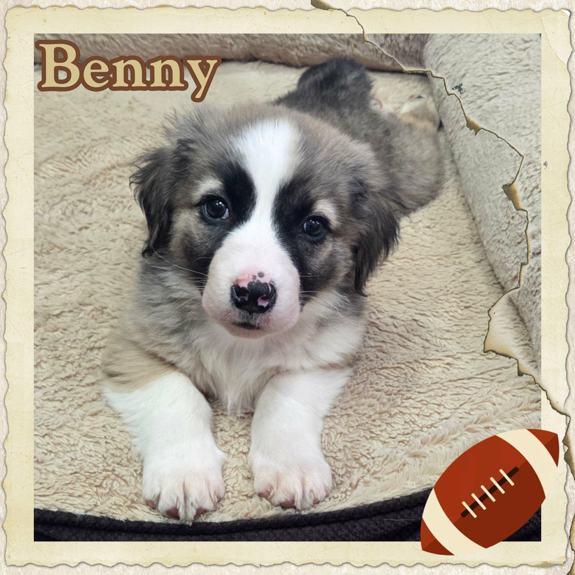 Enlarge Benny, an adopted mixed breed in Grove, OK image 2/5