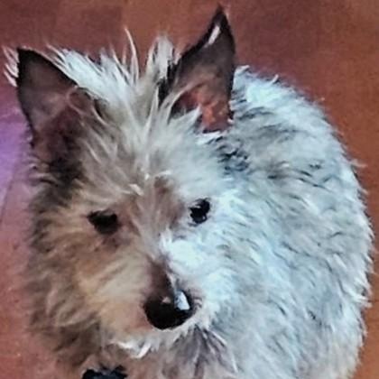 Enlarge Toto, a Adopted mixed breed in Avon, IN image 1/2