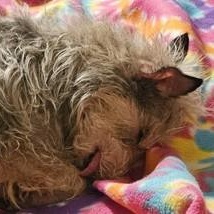 Toto, Adopted, Senior Male Cairn Terrier.