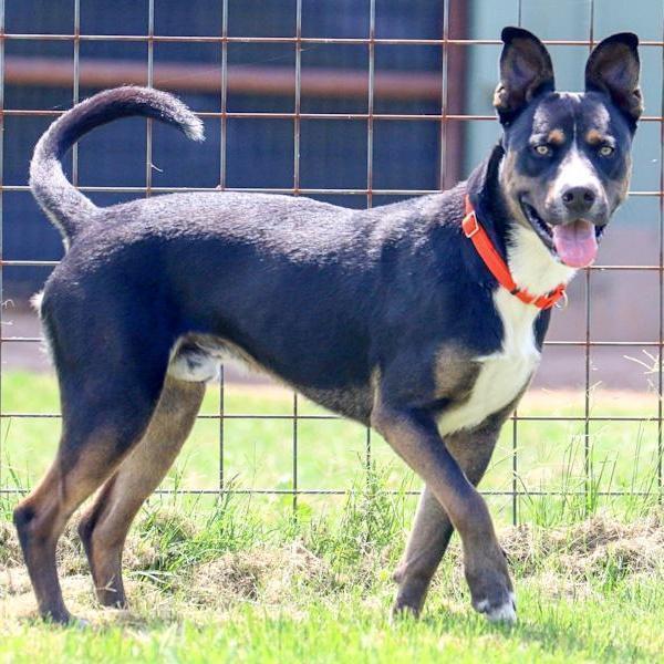 Enlarge Diggy, a Adoptable mixed breed in Southport, CT image 6/6