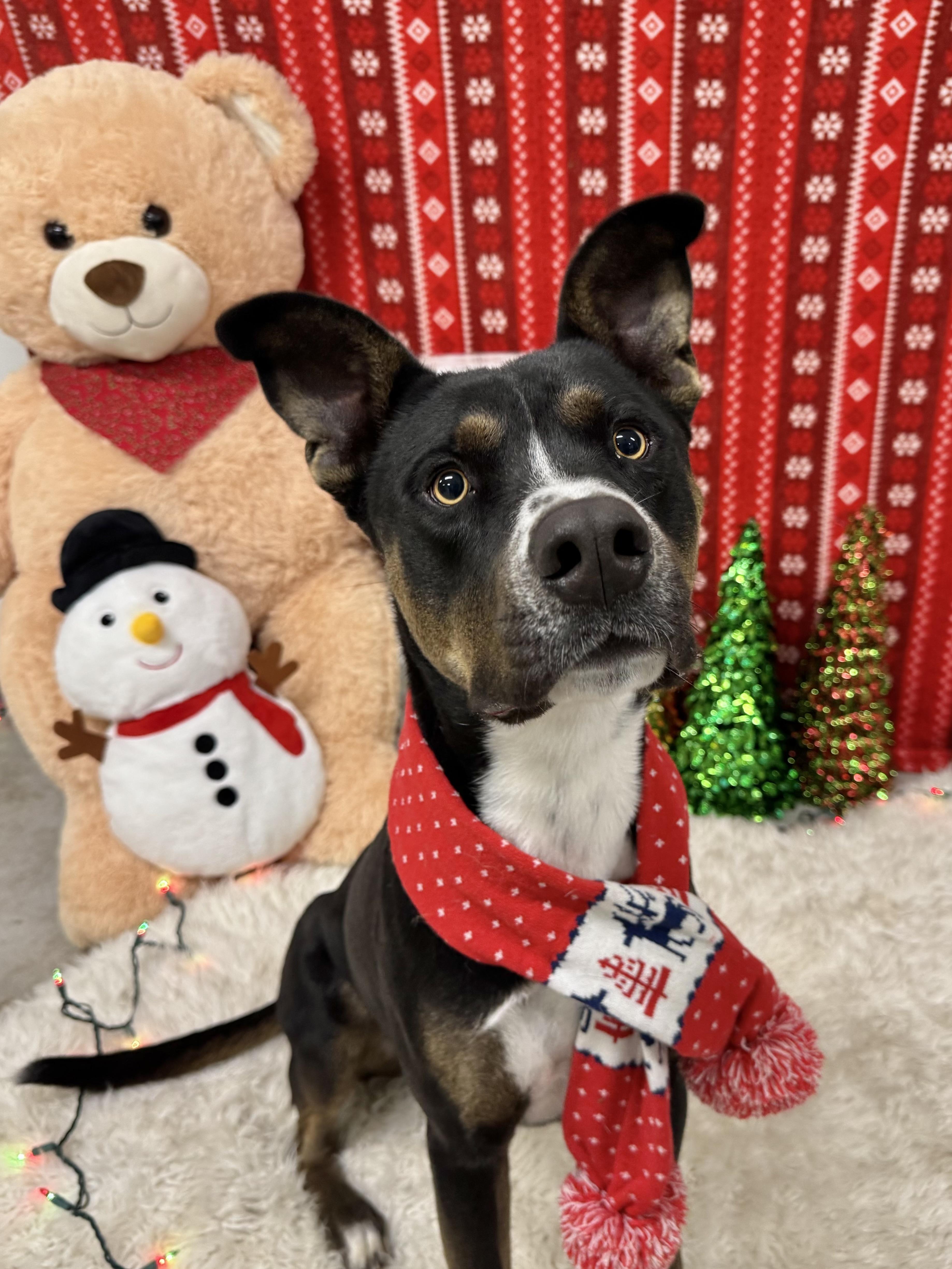 Diggy, Adoptable, Adult Male Australian Kelpie & Doberman Pinscher.