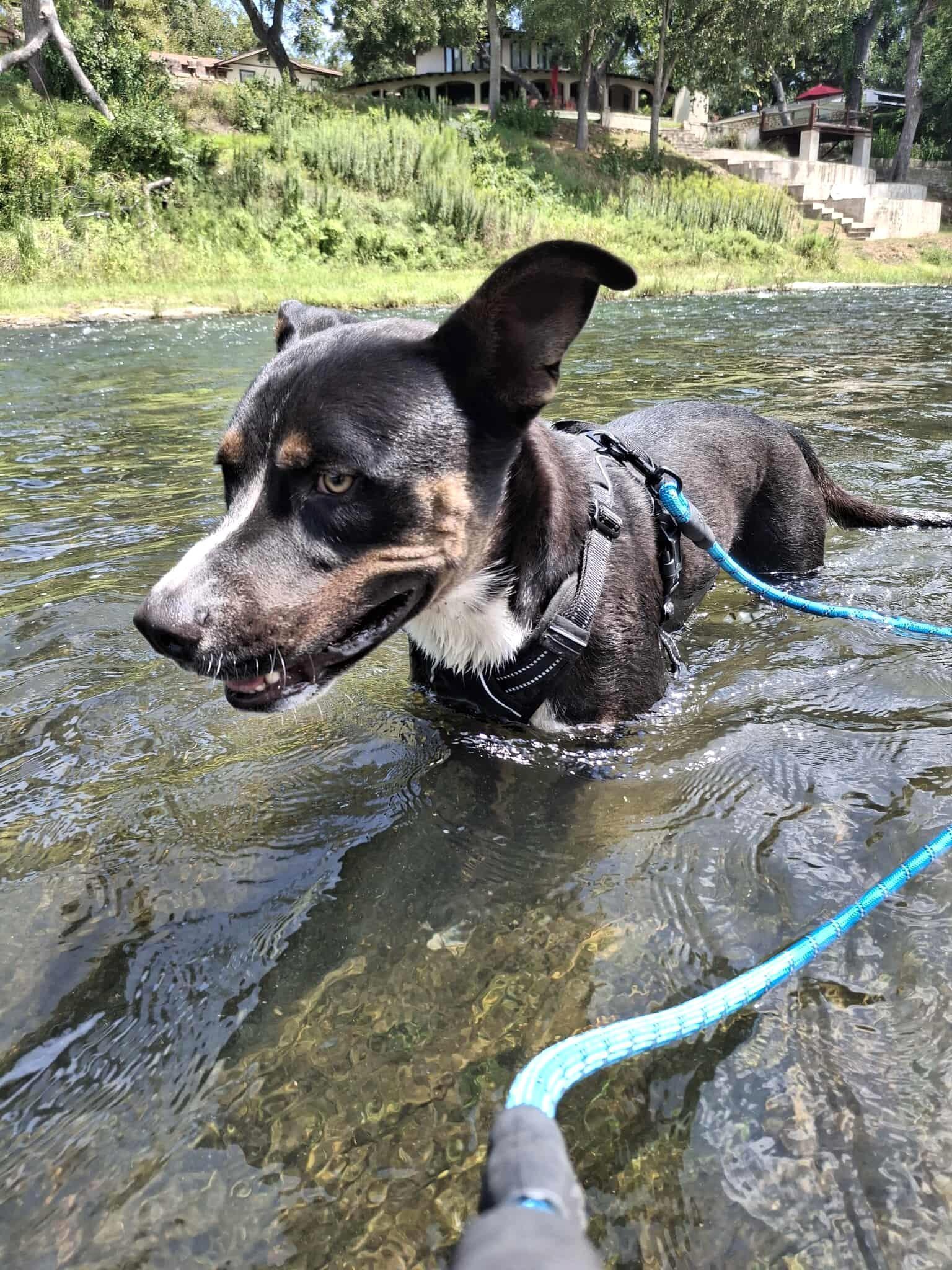 Enlarge Diggy, a Adoptable mixed breed in Southport, CT image 5/6