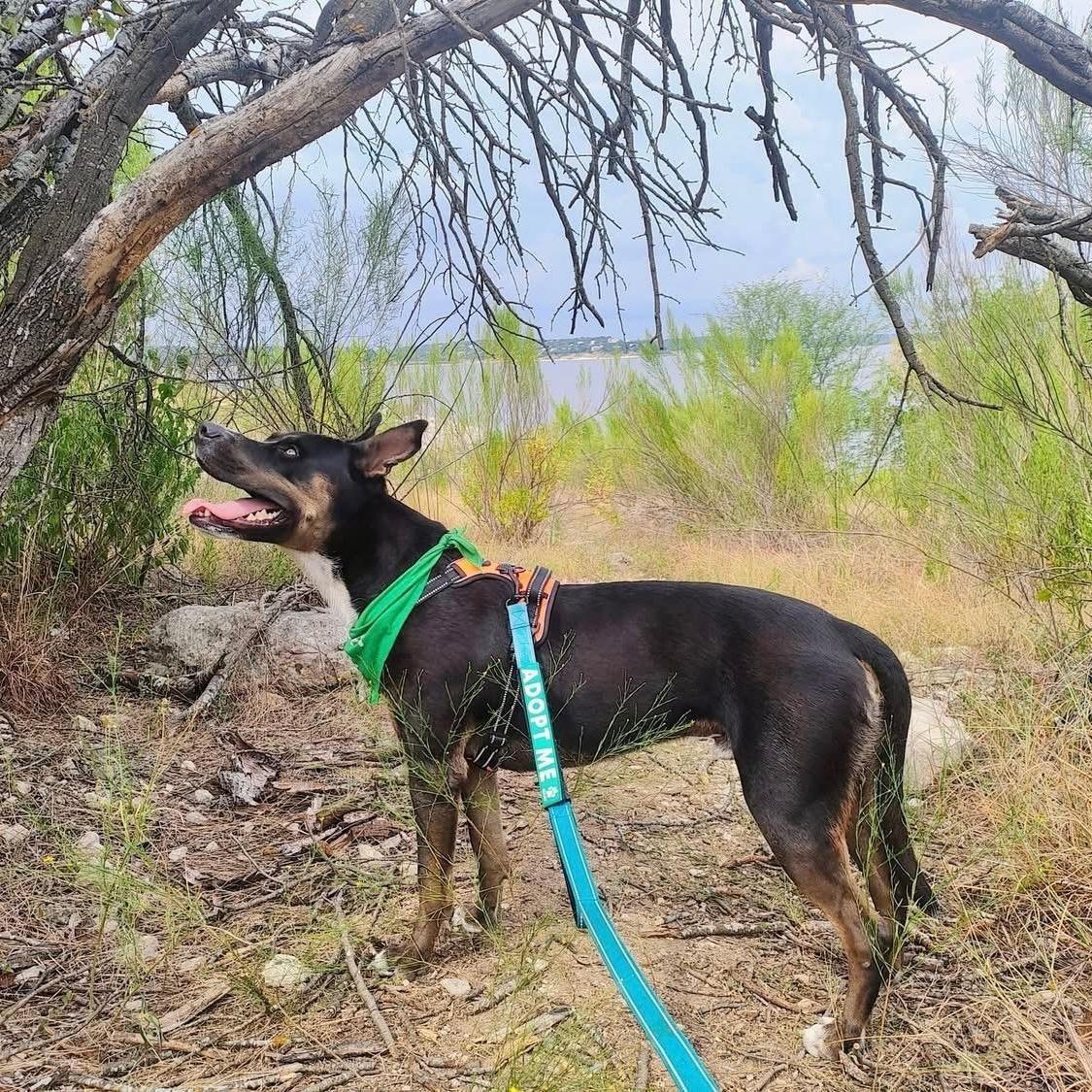 Enlarge Diggy, a Adoptable mixed breed in Southport, CT image 3/6