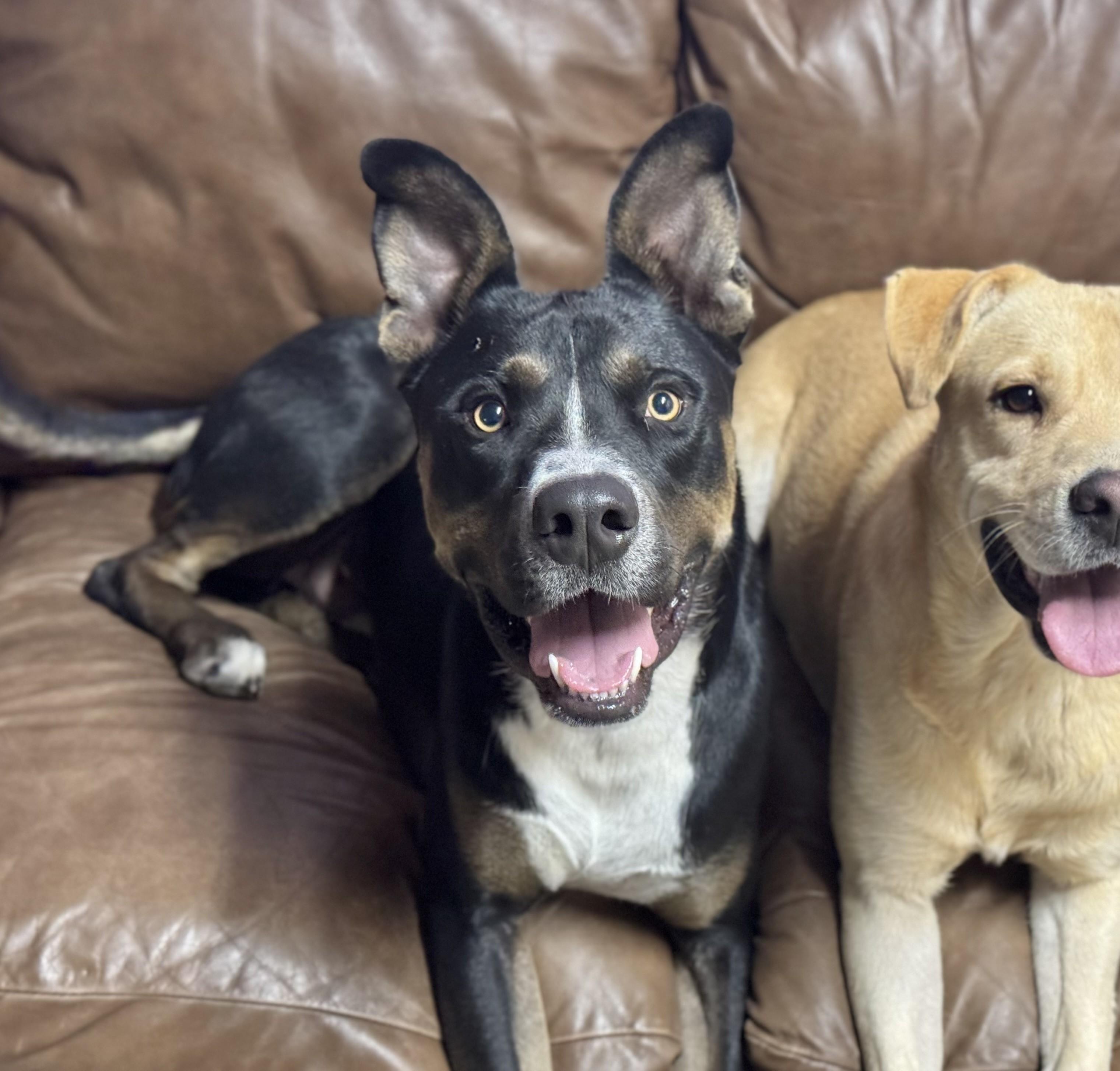 Enlarge Diggy, a Adoptable mixed breed in Southport, CT image 4/6