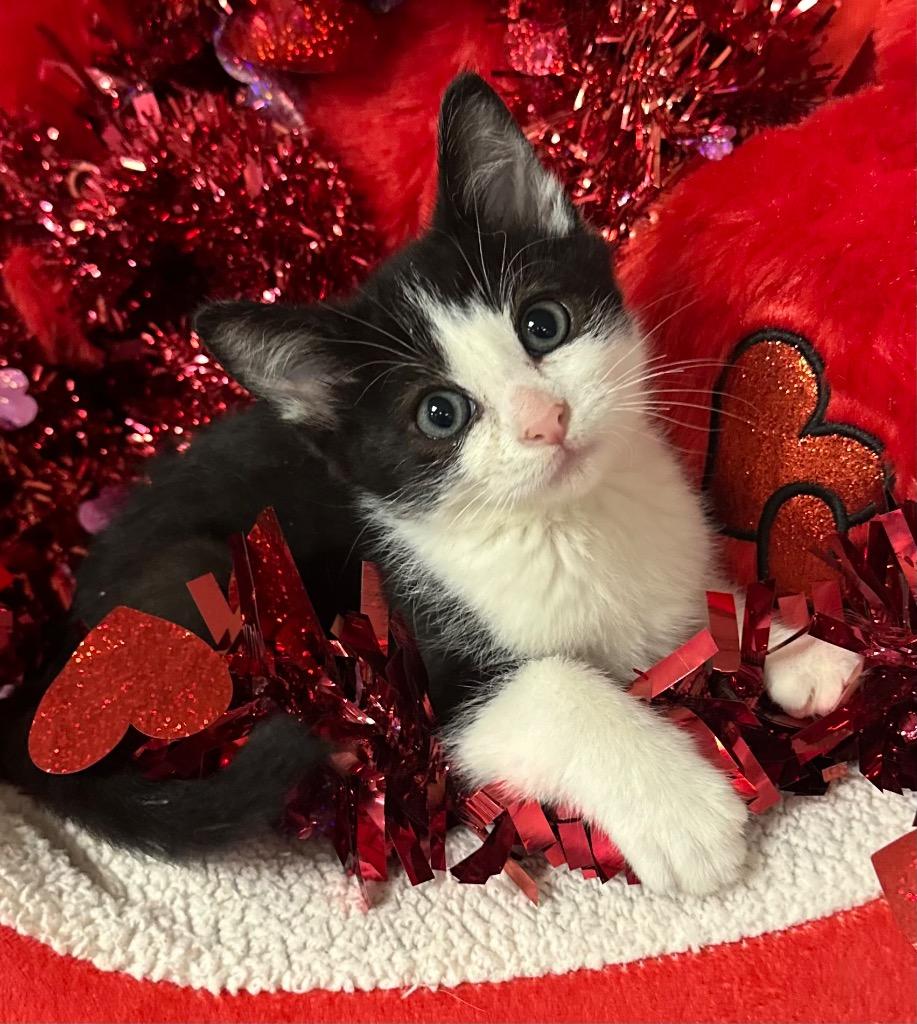 12/10/25 - Dinero, Adoptable, Kitten Male Domestic Short Hair.