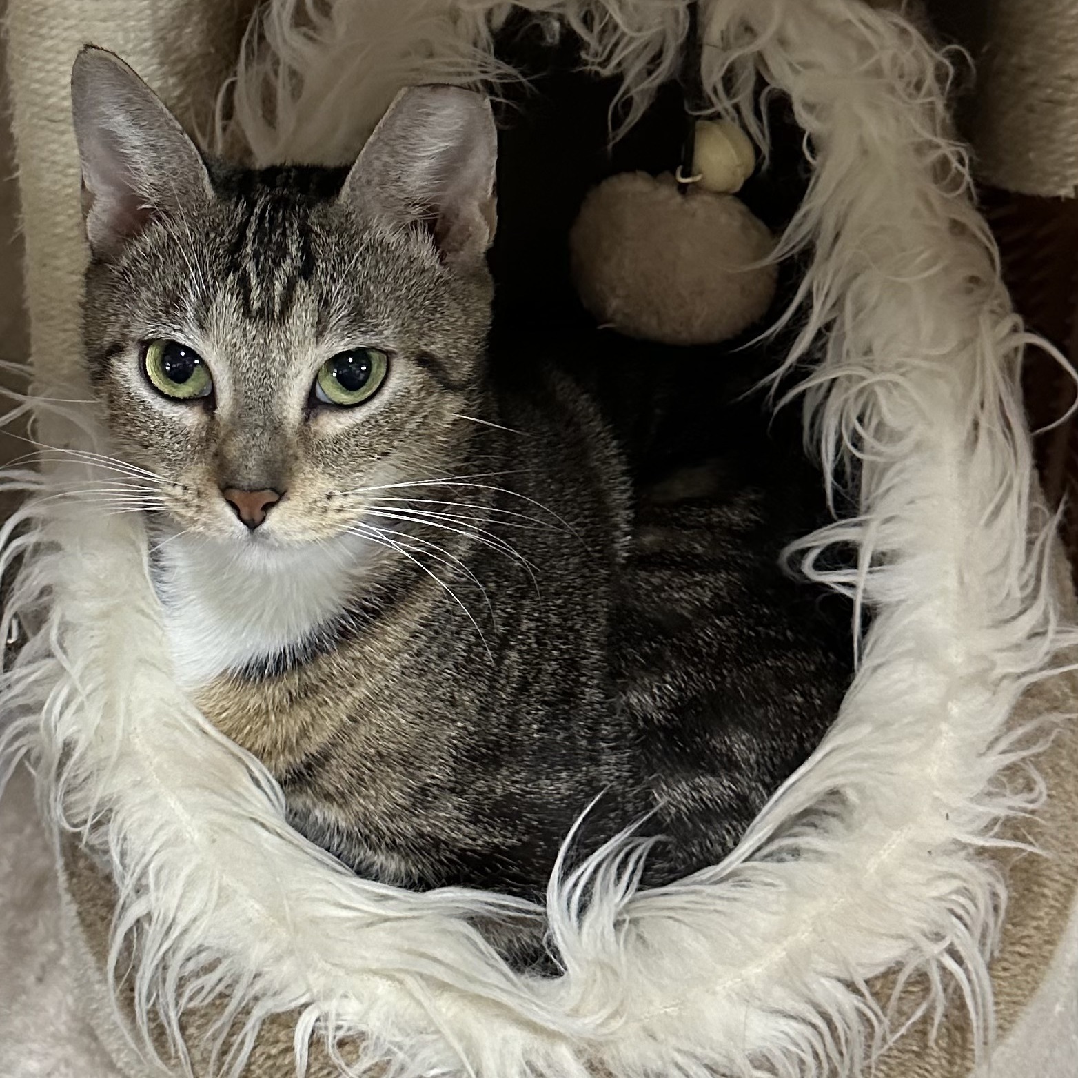 Phoebe, a Adopted Tabby image 1/6