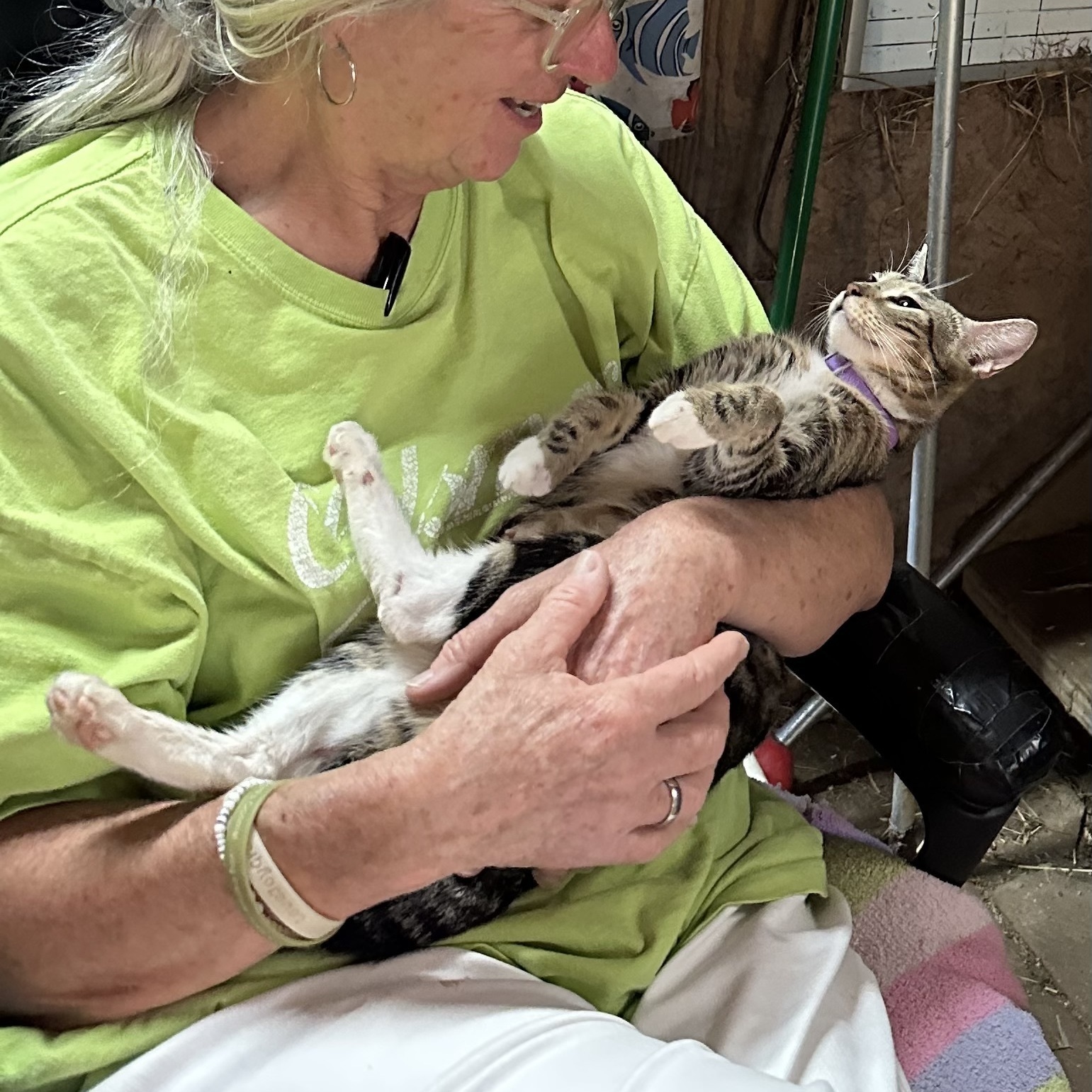 Phoebe, a Adopted Tabby image 2/6