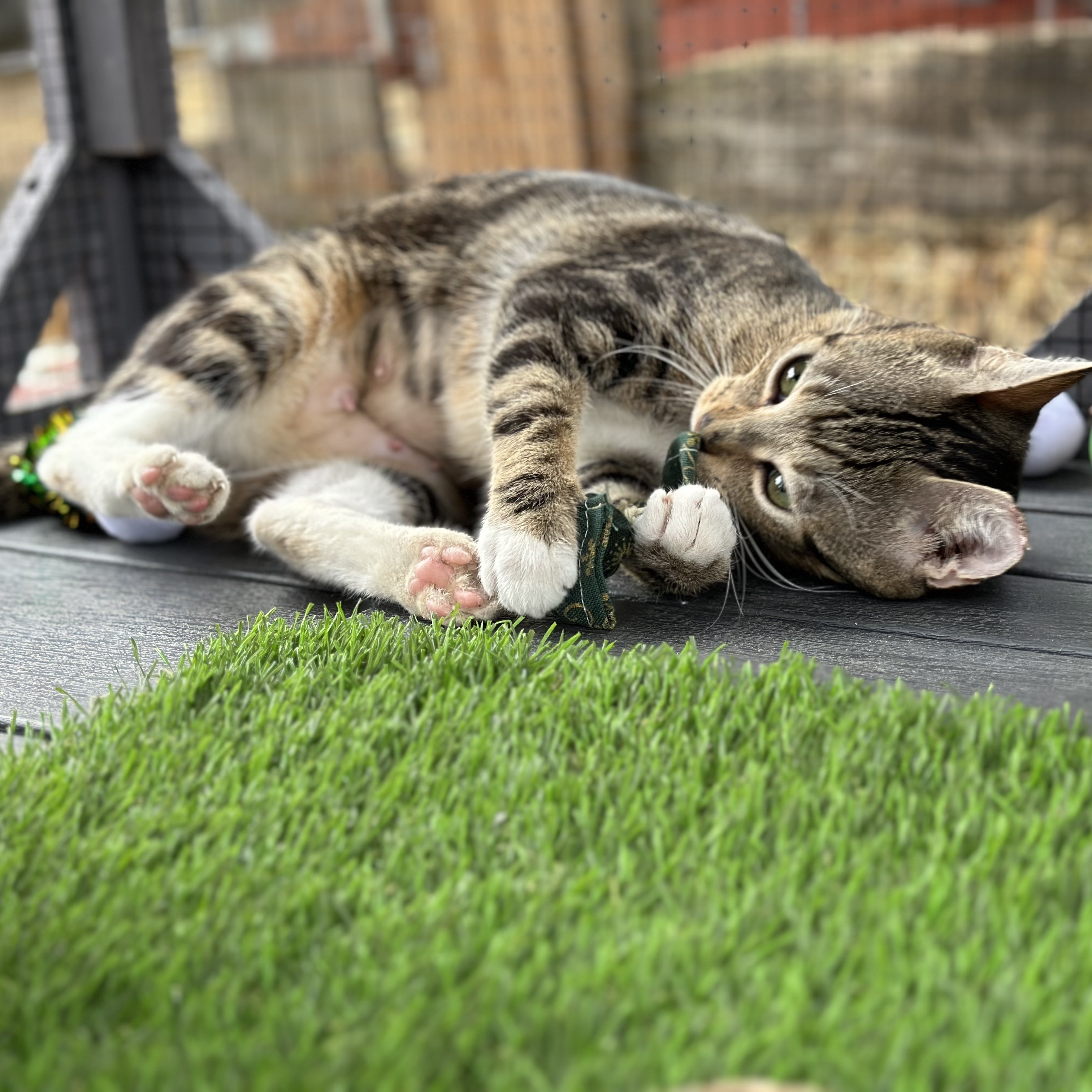 Phoebe, a Adopted Tabby image 3/6