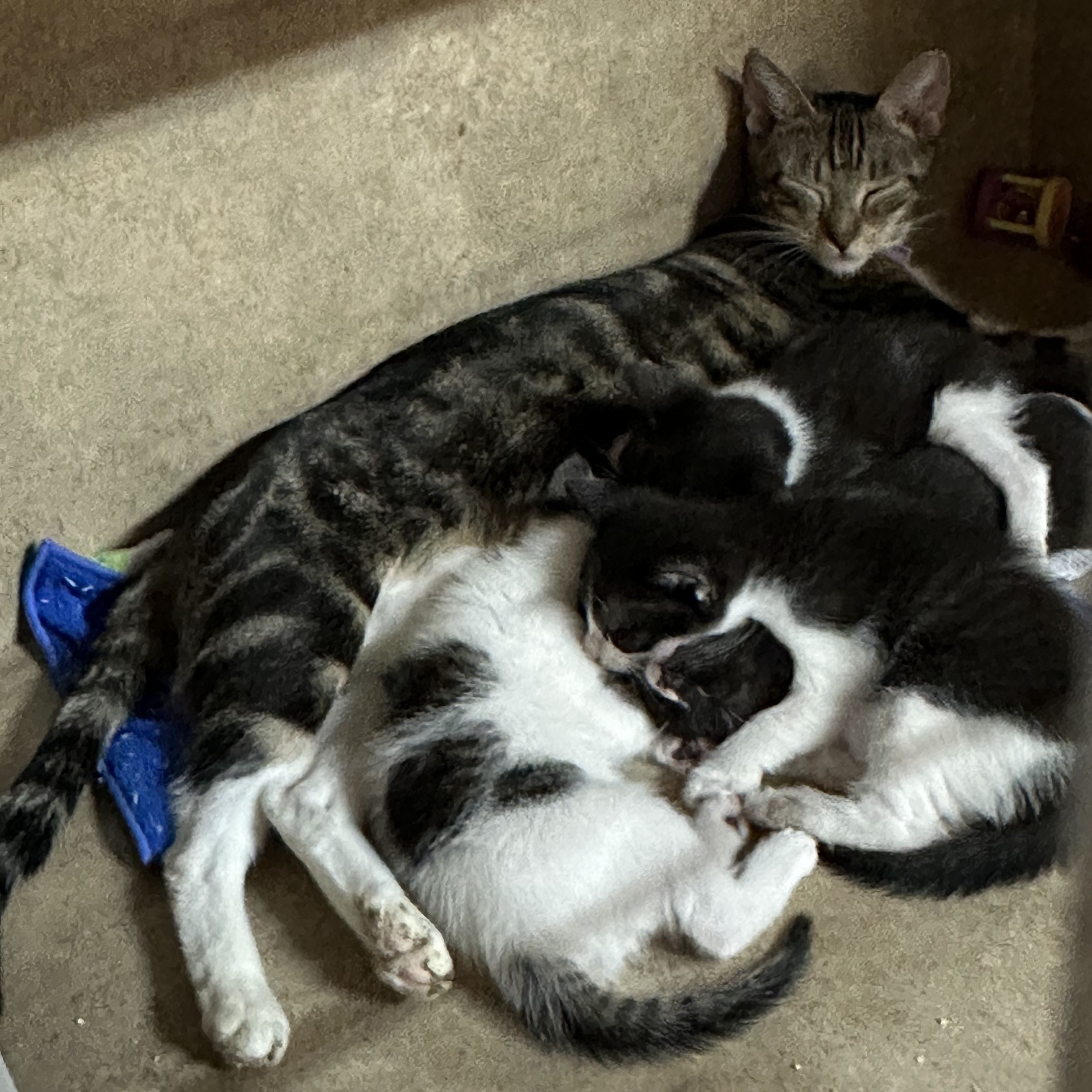 Phoebe, a Adopted Tabby image 4/6