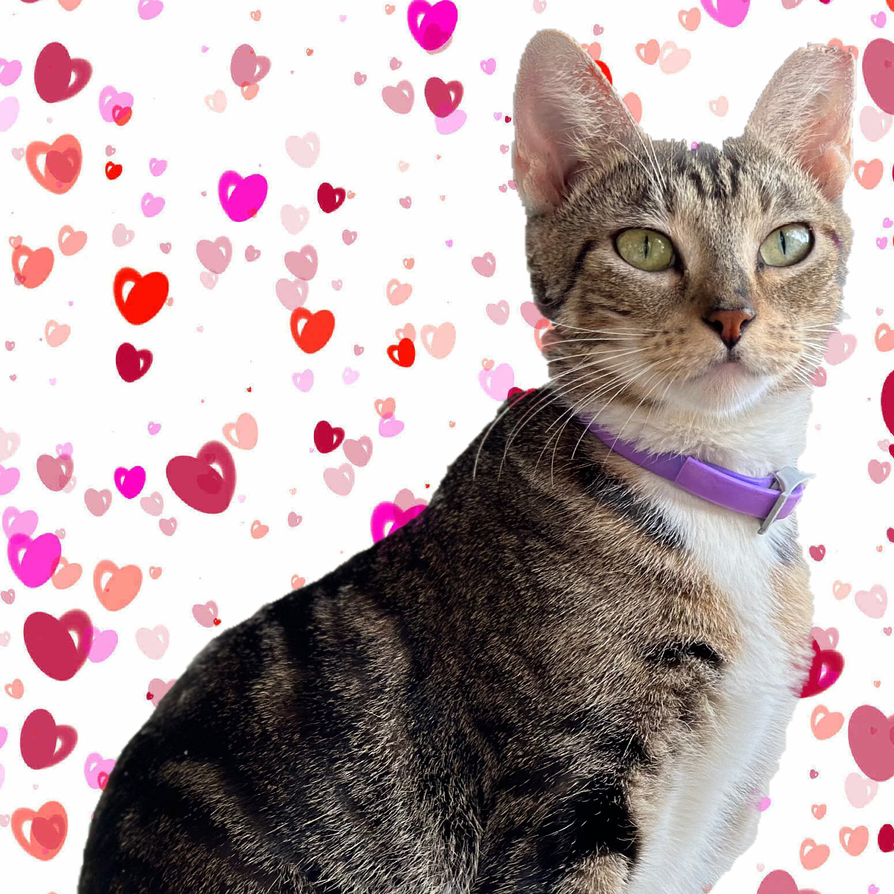 Phoebe, a Adopted Tabby image 5/6