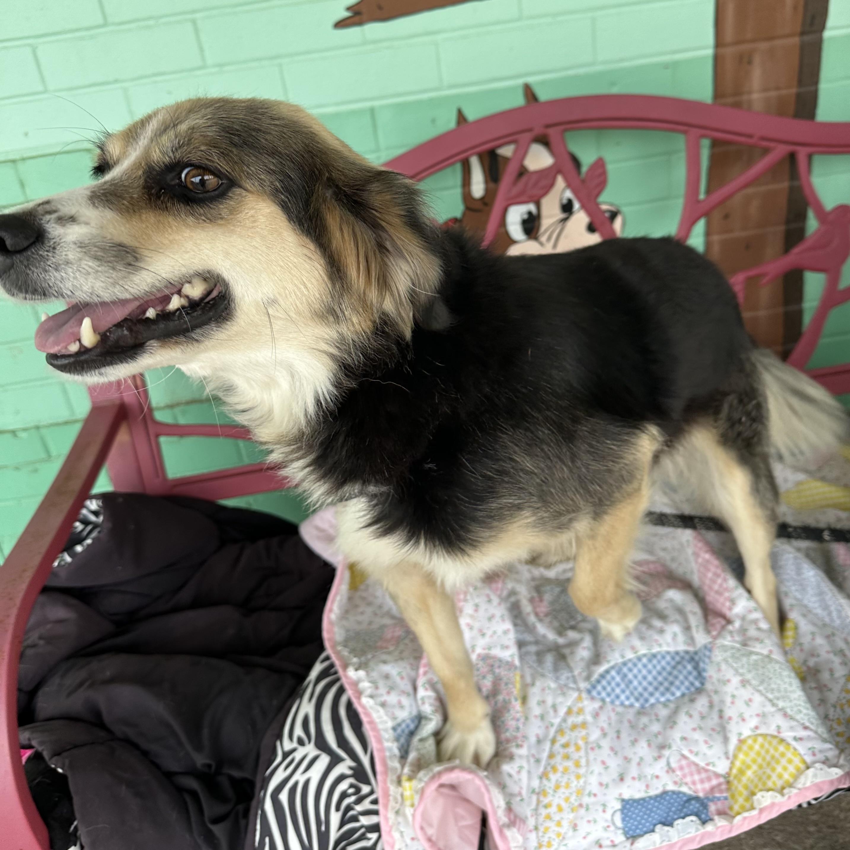 Enlarge Shiloh, a Adoptable mixed breed in Trenton, MO image 1/4