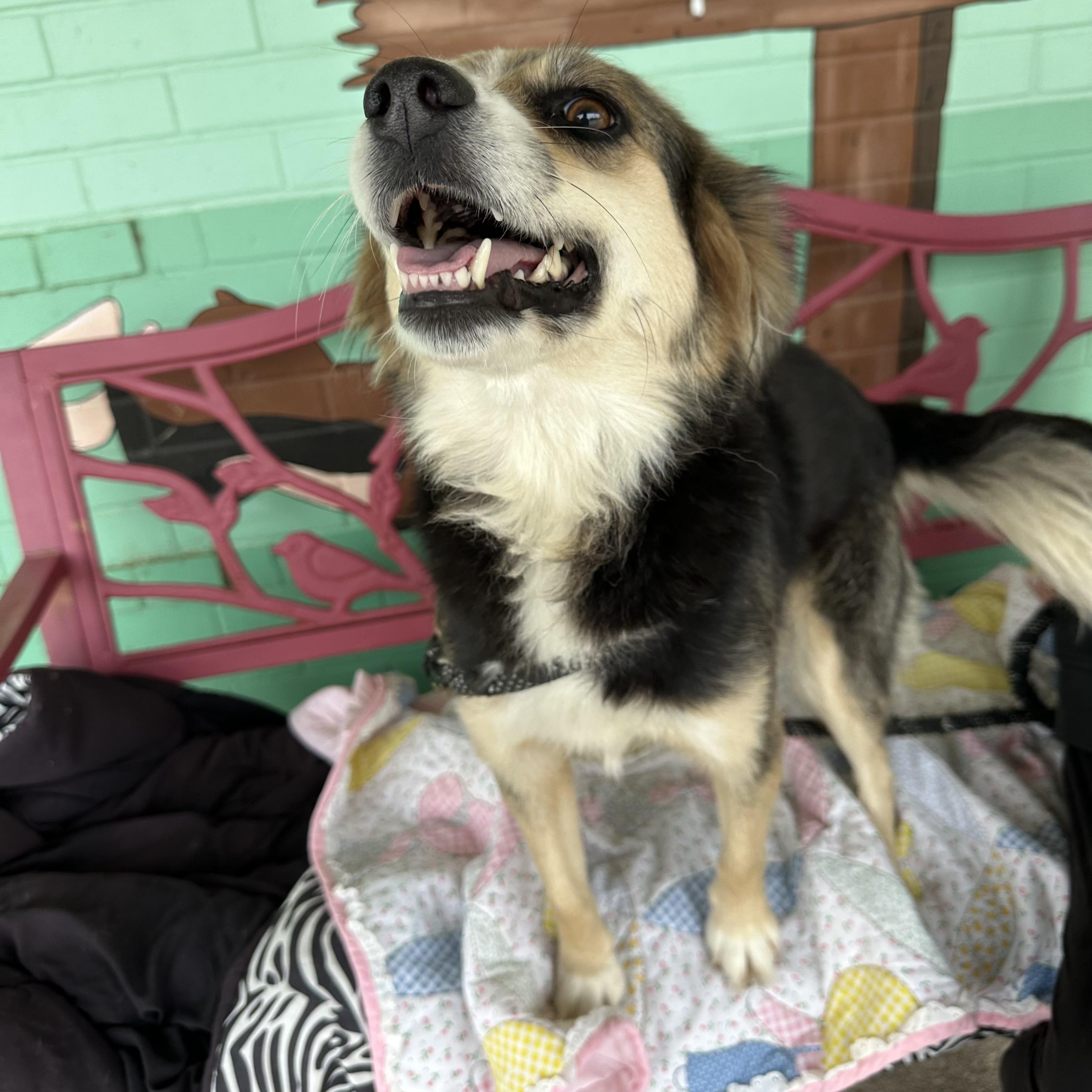 Enlarge Shiloh, a Adoptable mixed breed in Trenton, MO image 2/4