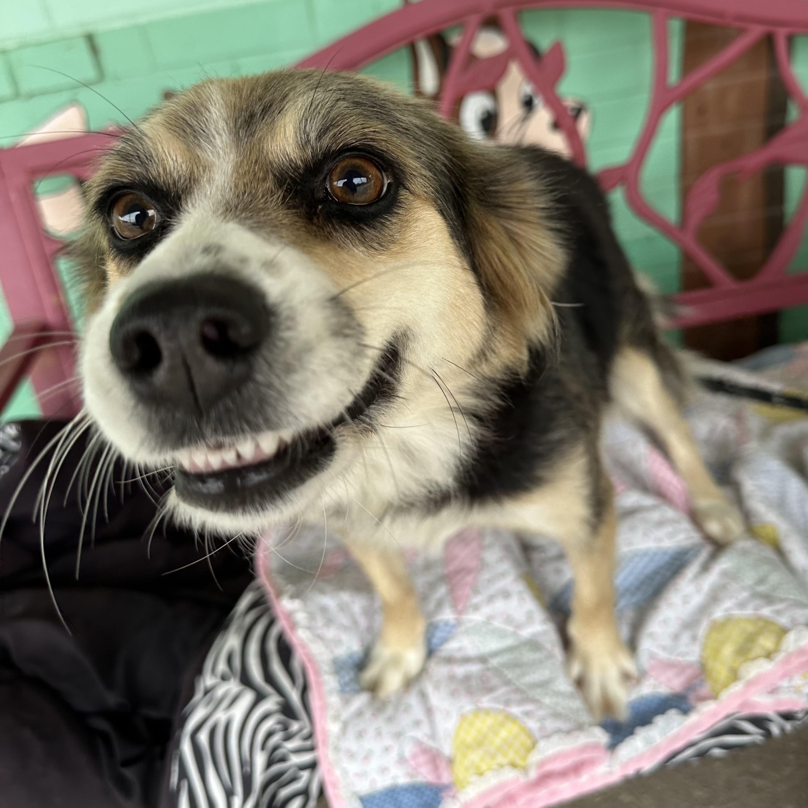 Enlarge Shiloh, a Adoptable mixed breed in Trenton, MO image 4/4
