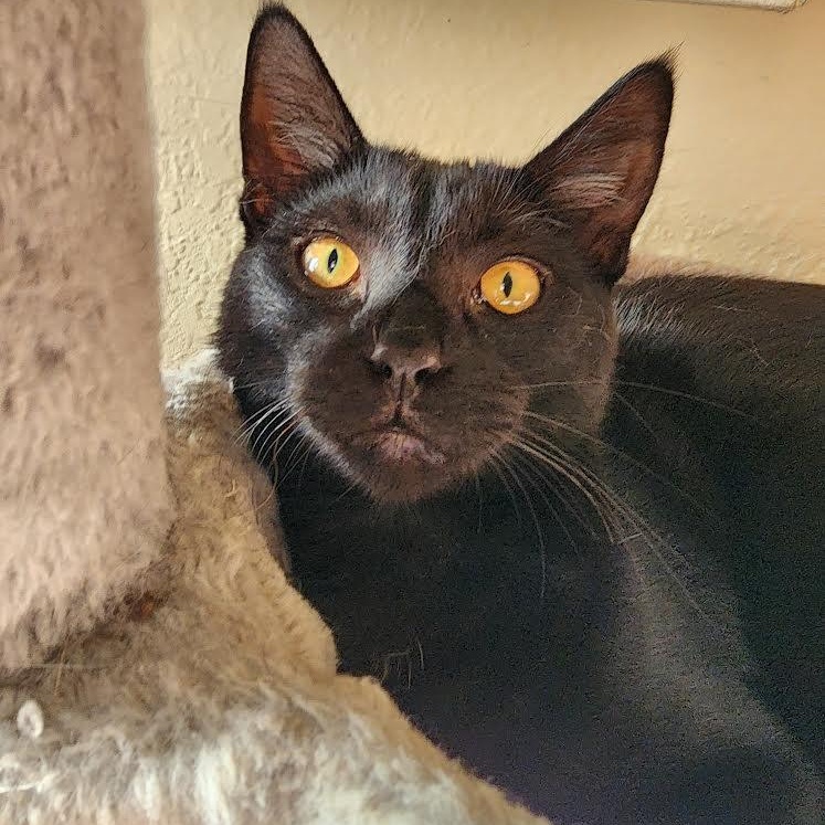 Enlarge Moises, a Adoptable Bombay in boston, MA image 2/3