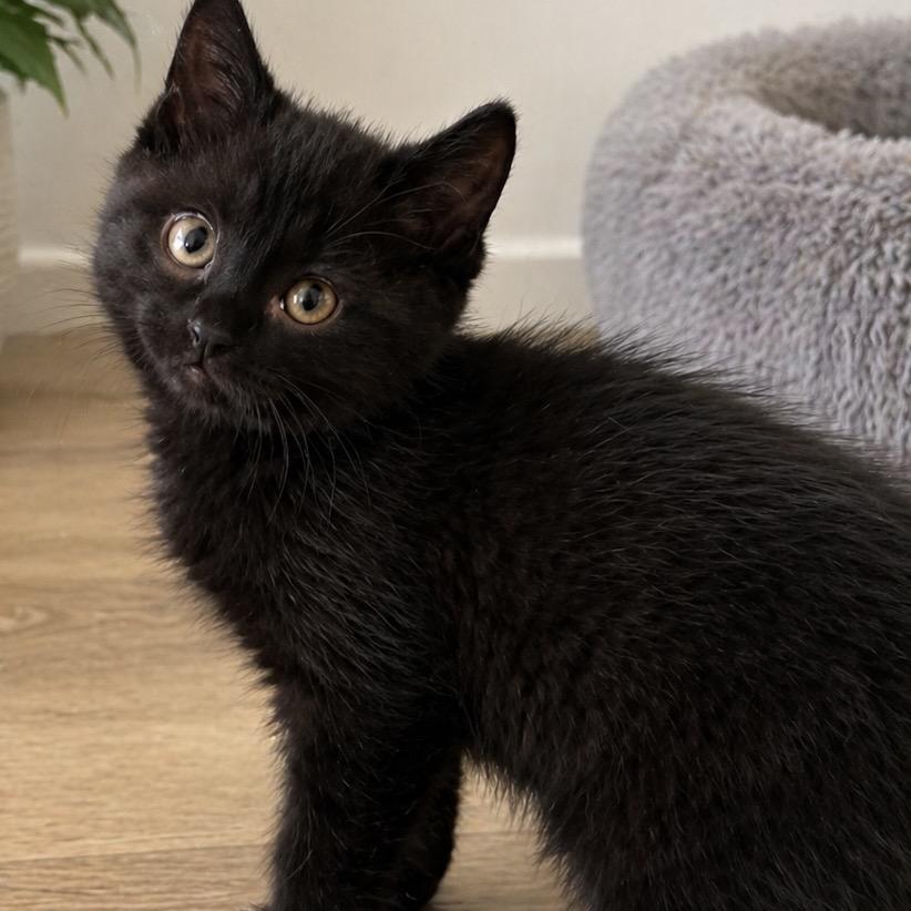 Benedict, Adoptable, Kitten Male Domestic Short Hair.