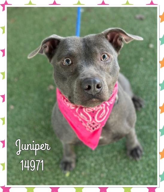 JUNIPER, ADOPTABLE, Young Female Pit Bull Terrier.