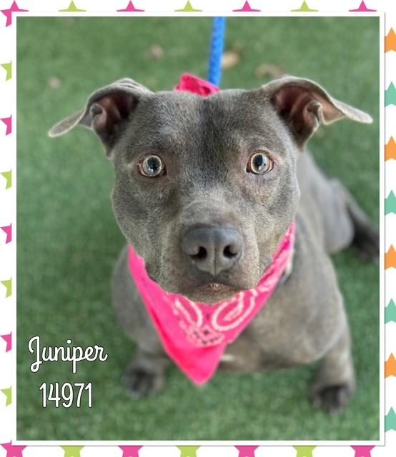 Enlarge JUNIPER, a ADOPTABLE mixed breed in Marietta, GA image 5/5