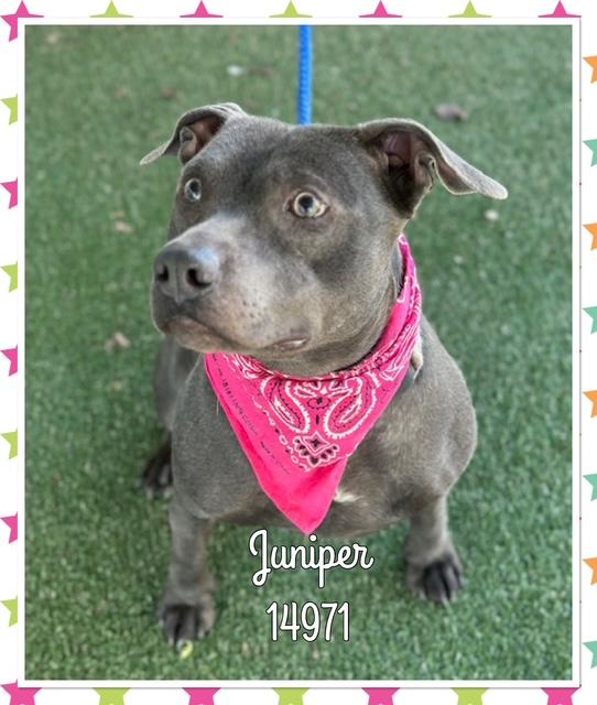 Enlarge JUNIPER, a ADOPTABLE mixed breed in Marietta, GA image 3/5