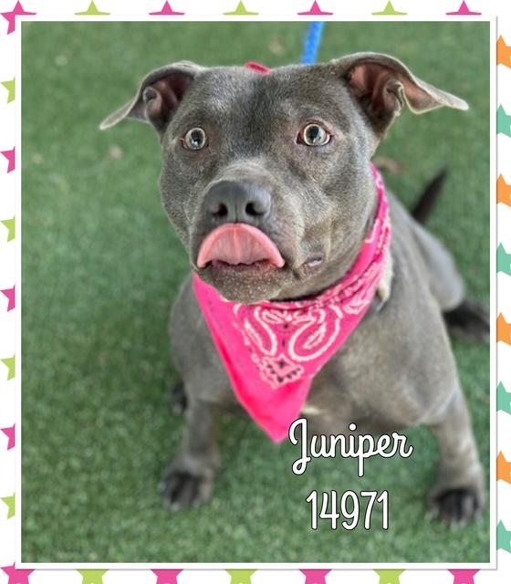 Enlarge JUNIPER, a ADOPTABLE mixed breed in Marietta, GA image 2/5
