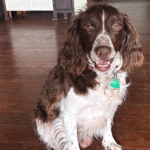 Enlarge HERSHEY   #20042110   KS, an adopted Brittany Spaniel in Sugar Grove, IL image 1/3