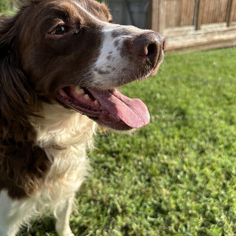 Enlarge HERSHEY   #20042110   KS, an adopted Brittany Spaniel in Sugar Grove, IL image 3/3