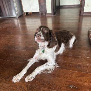 Enlarge HERSHEY   #20042110   KS, an adopted Brittany Spaniel in Sugar Grove, IL image 2/3